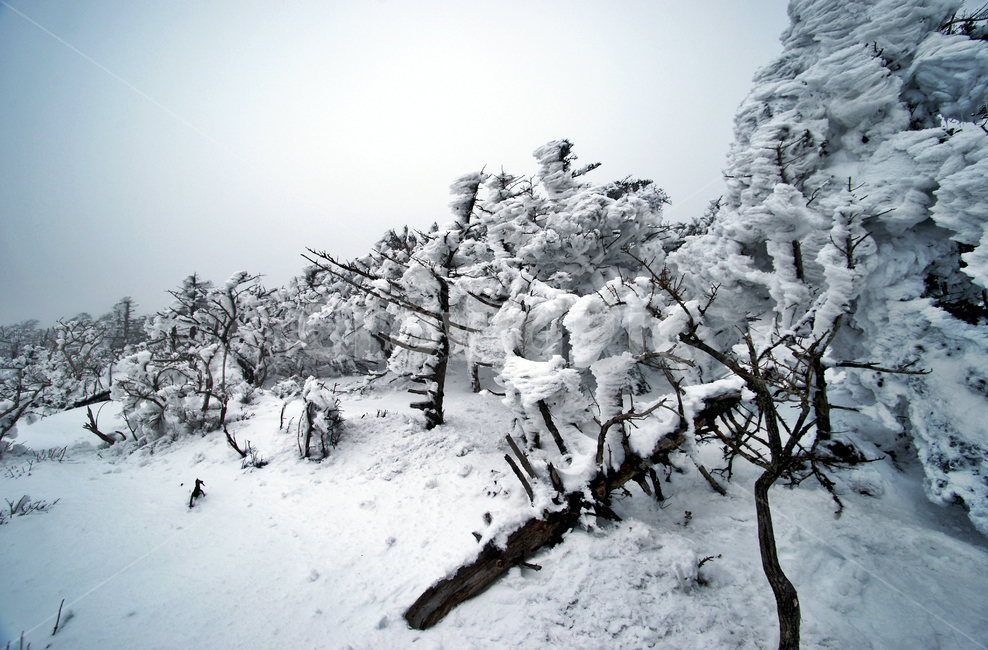 한라산,설경,제주도,영실코스,눈,겨울,설화,안개,겨울,계절,winter,season