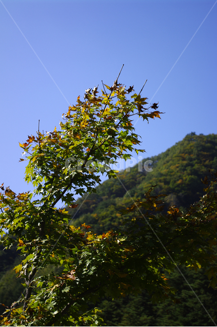 나무,잎,하늘,산,단풍,식물,자연,plants,nature