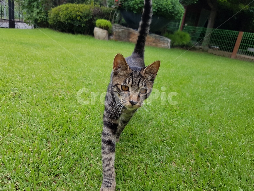 고양이,코숏,줄무늬,동물,애기고양이,잔디,cat,animal