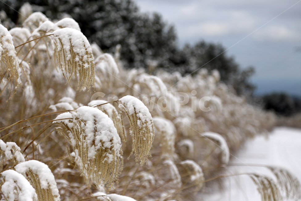 제주도,풍경,억새,눈,억새풀,겨울,계절,winter,season,식물,자연,plants,nature