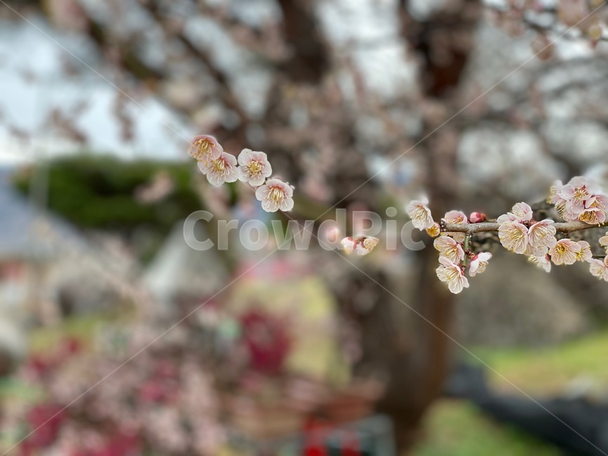 매화,꽃송이,꽃,blossom,plant,봄