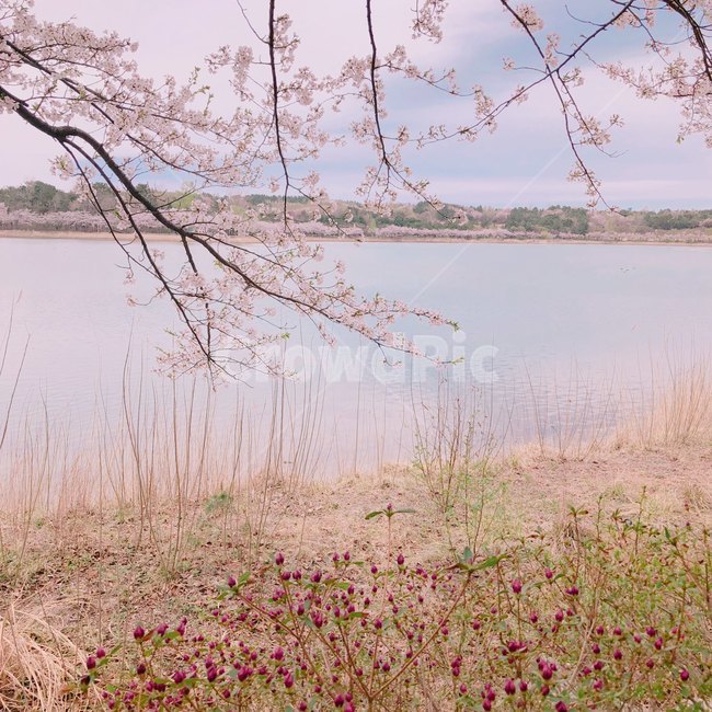 봄,벚꽃,꽃나무,풍경,힐링,식물,자연,plants,nature,꽃,flower