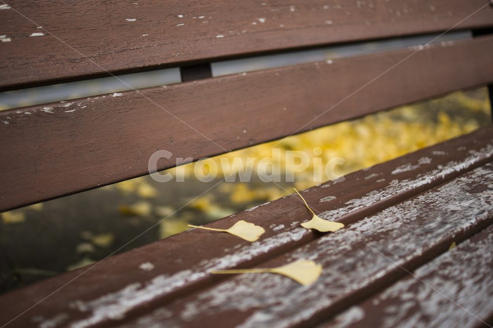 벤치,나무잎,은행나무,낙엽,가을,가을,계절,fall,autumn,season,wood,나무,furniture,가구