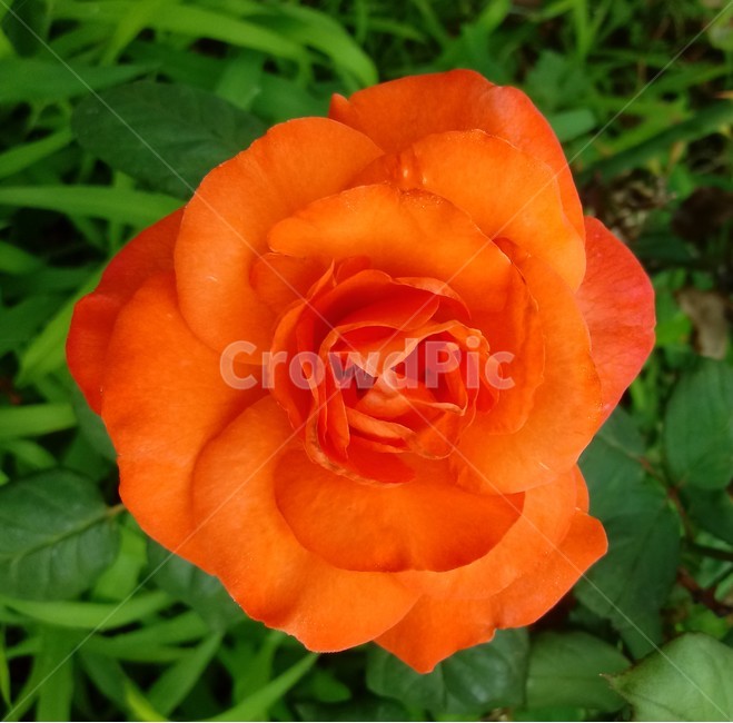 장미,장미꽃,플라워,식물,flower,로즈