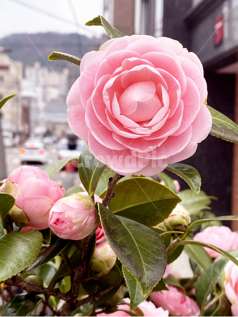plant,식물,flower,blossom,꽃,동백꽃,동백나무,분홍색동백꽃,봄