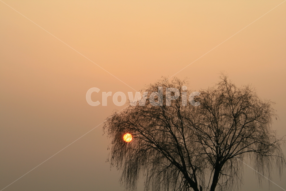 나무,버드나무,태양,나뭇가지,실루엣,그림같은,자연,풍경,nature,landscape