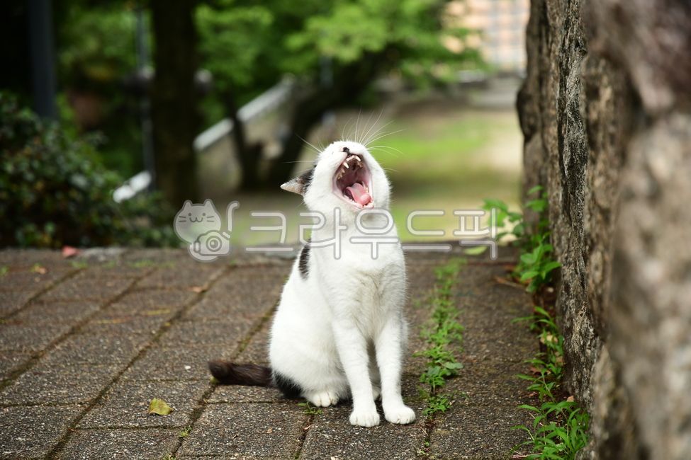 고양이,하품,동물,포유류,길고양이,동물,animal,포유류,mammal,고양이,cat,kitten,kitty