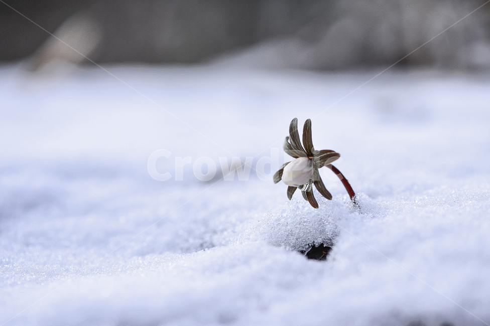 꽃,바람꽃,설중바람꽃,변산바람꽃,눈