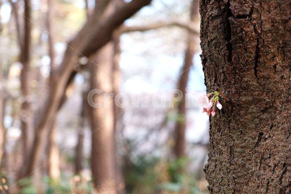 벚나무,벚꽃,봄꽃,꽃나무배경,beautiful,blooming,branch,cherryblossoms,flowerbackground,forest,garden,leaf,nature,outdoor,park,plant,season,spring,tree,식물,자연,plants,nature,꽃,flower