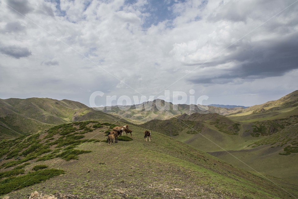 풍경,몽골,산,풍경사진,홉스골,자연,풍경,nature,landscape,해외,외국,세계,foreign,oversea,world,세계자연풍경,해외자연풍경,외국자연풍경,world nature landscape,outdoors,옥외,hill,언덕,grassland,목초지,field,들