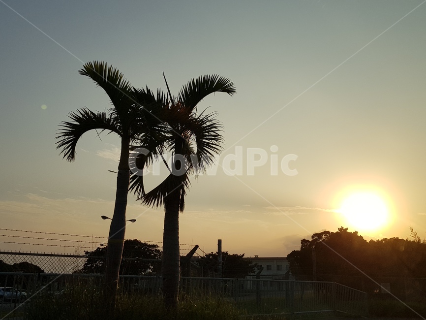 해질녘,야자수,석양,sunset,coconuttree,자연,풍경,nature,landscape,실루엣,그림자,silhouette,shadow,flare,플레어,light,빛