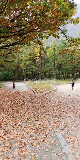 ground,바닥,tree,나무,plant,식물,road,도로,dirtroad,흙길,person,사람,human,인간,갈림길,낙엽,가을,소년,아이,보이,자연,풍경