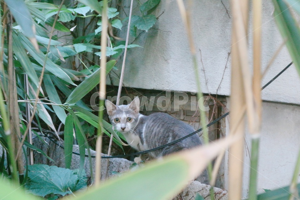 고양이,길고양이,cat,kitten,풀밭,풀,동물,animal,포유류,mammal,고양이,cat,kitten,kitty
