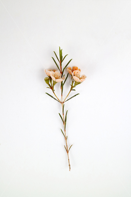 꽃,식물,꽃송이,왁스플라워,배경,백그라운드,꽃봉오리,flower,nature,flora,background,꽃,flower