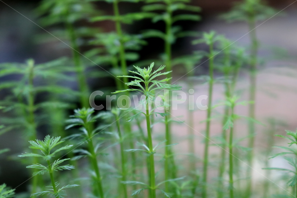 물수세미,수세미,식물,수생식물,개미탑과,자연,식물원,식물,자연,plants,nature