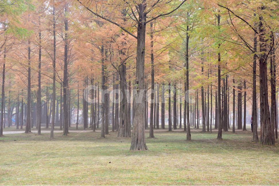forest,숲,tree,나무,nature,자연,작은숲,메타세쾨아