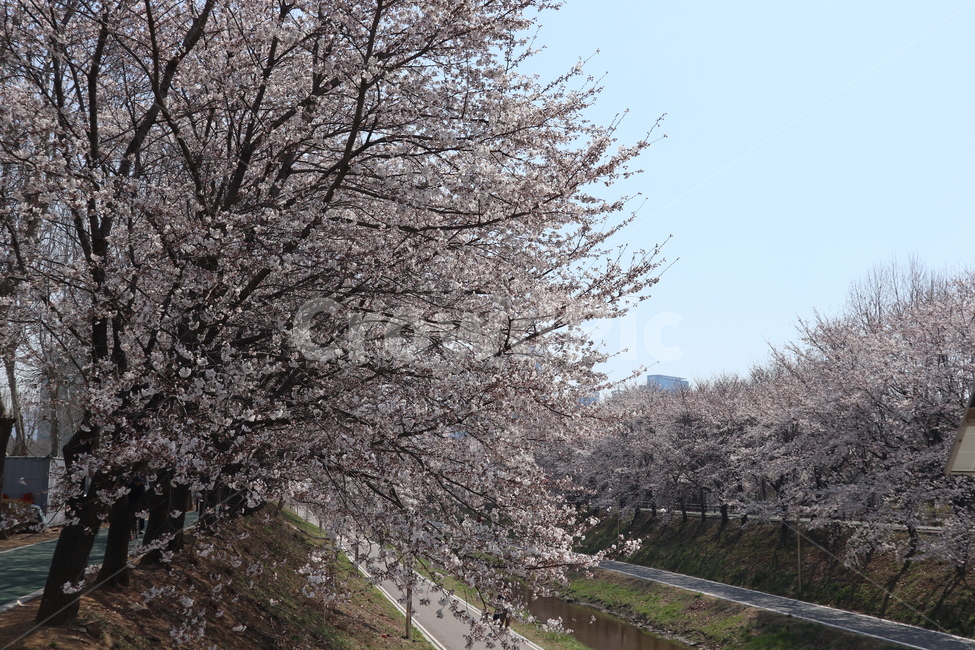 산책길,벚꽃,벚꽃나무,꽃,나무,plant,식물,flower,blossom