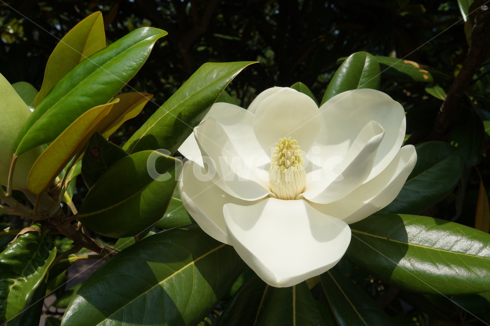 꽃,흰색꽃,개화,꽃잎,햇빛