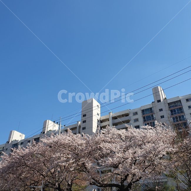 계절,봄,벚꽃,꽃,벚꽃나무