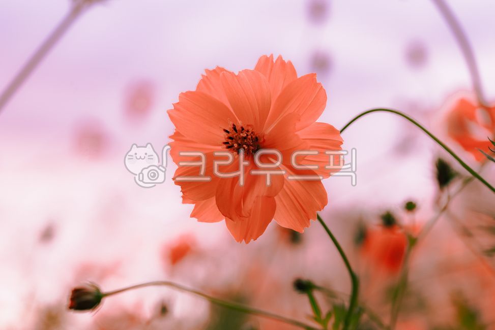 sky,orange flower,blossom,petal,Emotion,Cosmos,flower