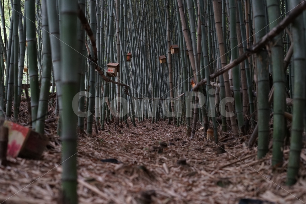 자연,풍경,대나무,숲,숲길,자연,풍경,nature,landscape,plant,식물,bamboo