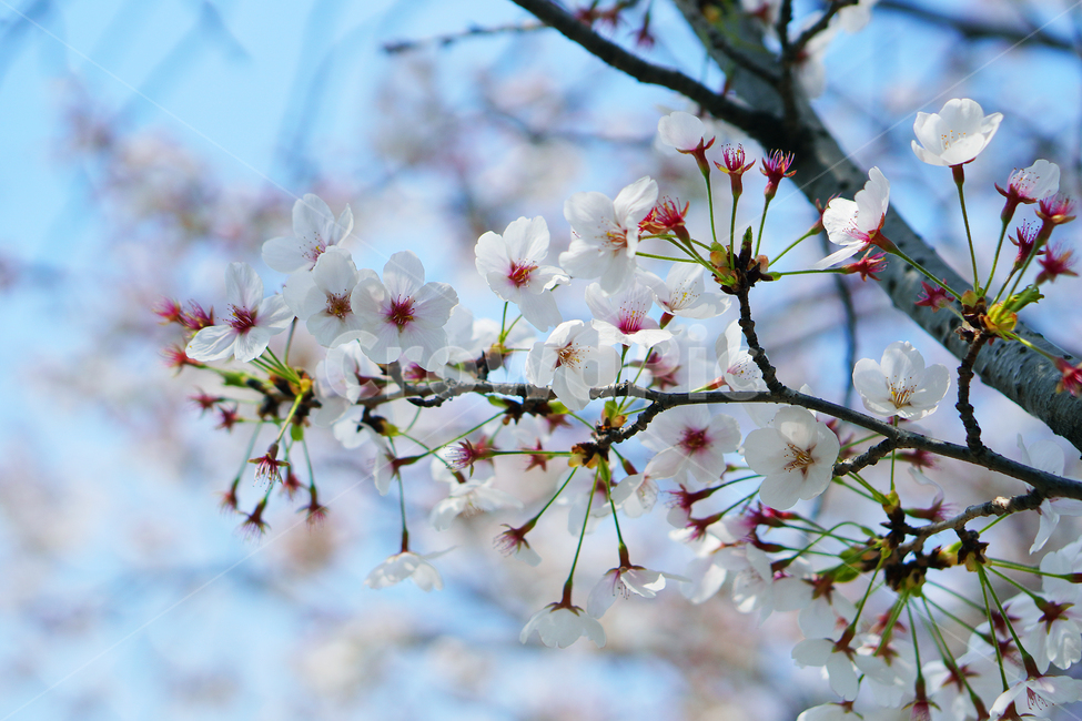 plant,식물,blossom,꽃,flower,벚꽃