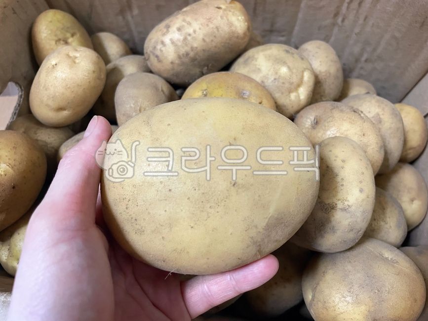 감자,수확,야채,인간,사람,농사,한박스,음식재료,감자수확,음식,요리,재료,식재료,식물,인간손,사람손,손,potato,food,vegetable,person,human,dish,cook