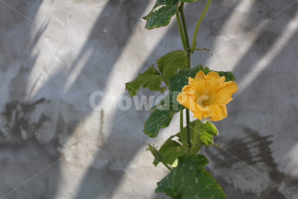 yellow,yellow flower,One bunch,flower