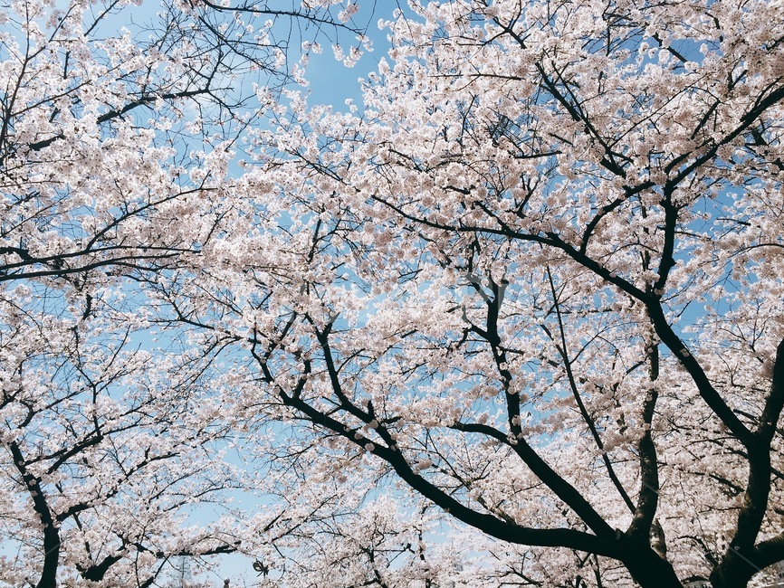 봄,벚꽃,꽃,색감,풍경,계절,사쿠라,체리블로썸,배경,맑은하늘,플라워,설렘,설레임,한국,봄,계절,spring,season,자연,풍경,nature,landscape,plant,식물,flower,blossom