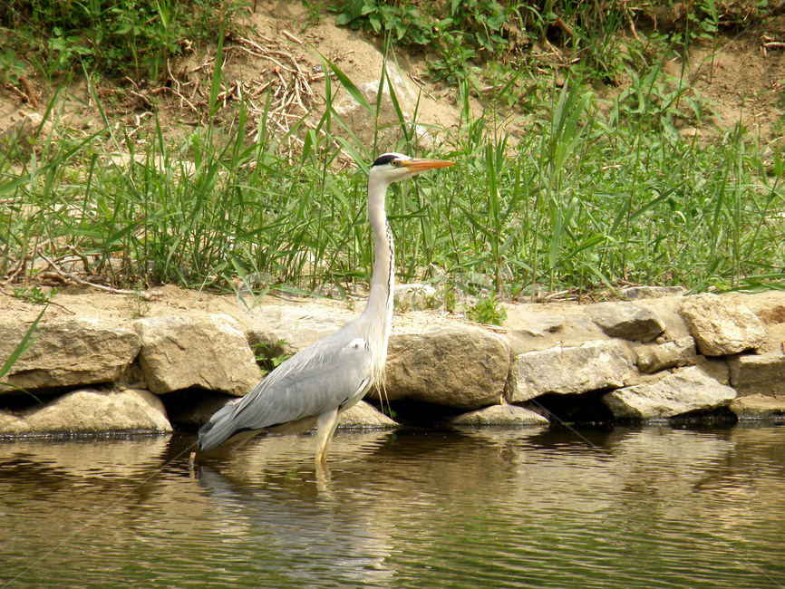 동물,학,조류,새,왜가리,불광천,동물,animal,조류,새,birds