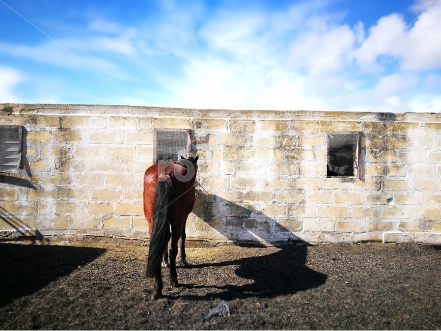 말,뒷모습,한가로움,동물,지중해,하늘,시골,horse,back,animal,pet,europe,sky,country