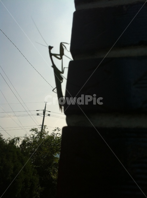 사마귀,곤충,역광,벌레,동물,곤충,벌레,insect,bug,실루엣,그림자,silhouette,shadow