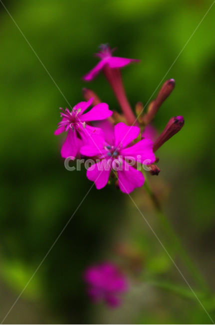 꽃,식물,flower,color,끈끈이대나물,식물,자연,plants,nature,꽃,flower