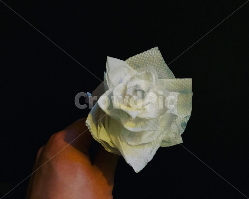rose,장미,식물,꽃,flower,blossom,plant