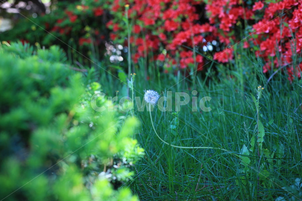 꽃,식물,나무,민들레꽃,초록색,green,red,식물,자연,plants,nature,꽃,flower