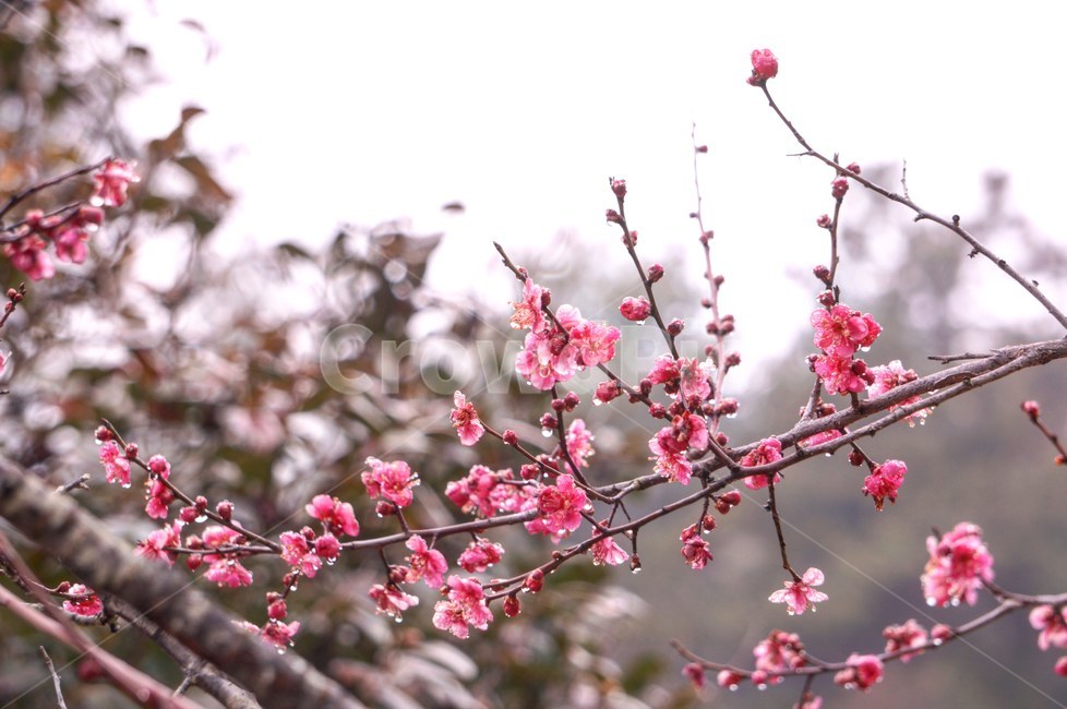 봄,봄비,매화,홍매화,봄꽃,꽃,빗방울,감성,자연,계절,식물,봄,계절,spring,season,식물,자연,plants,nature,꽃,flower,plant