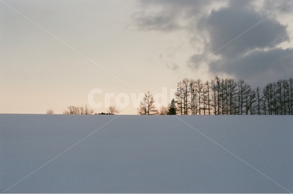 겨울,홋카이도,비에이,설경,필름사진,눈의왕국,감성사진,겨울,계절,winter,season,자연,풍경,nature,landscape,해외,외국,세계,foreign,oversea,world,세계자연풍경,해외자연풍경,외국자연풍경,world nature landscape,감성,sensible,feeling,tree,나무,plant,식물,abies,아비,fir,전나무,outdoors,옥외