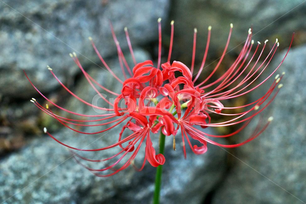 꽃무릇,석산,redspiderlily,가을,빨간꽃,독무릇,상사화류,계절,식물,자연,plants,nature,꽃,flower