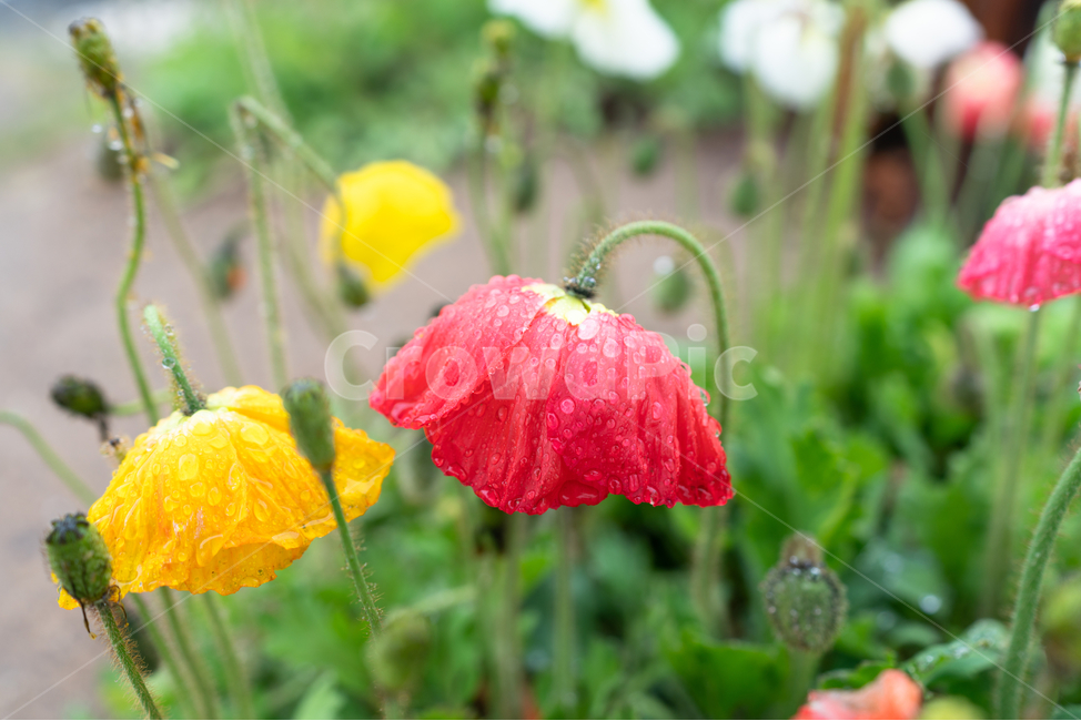 빗망울,빨간꽃,노란꽃,자연,꽃,flower,식물,자연,plants,nature,꽃,flower