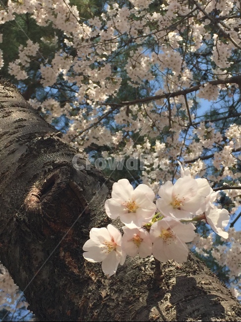 벚꽃,벚꽃나무,벚꽃축제,꽃,봄꽃,꽃놀이,계절,cherryblossoms,nature,springflowers,아름다운,감성사진,봄,계절,spring,season,식물,자연,plants,nature,꽃,flower,plant