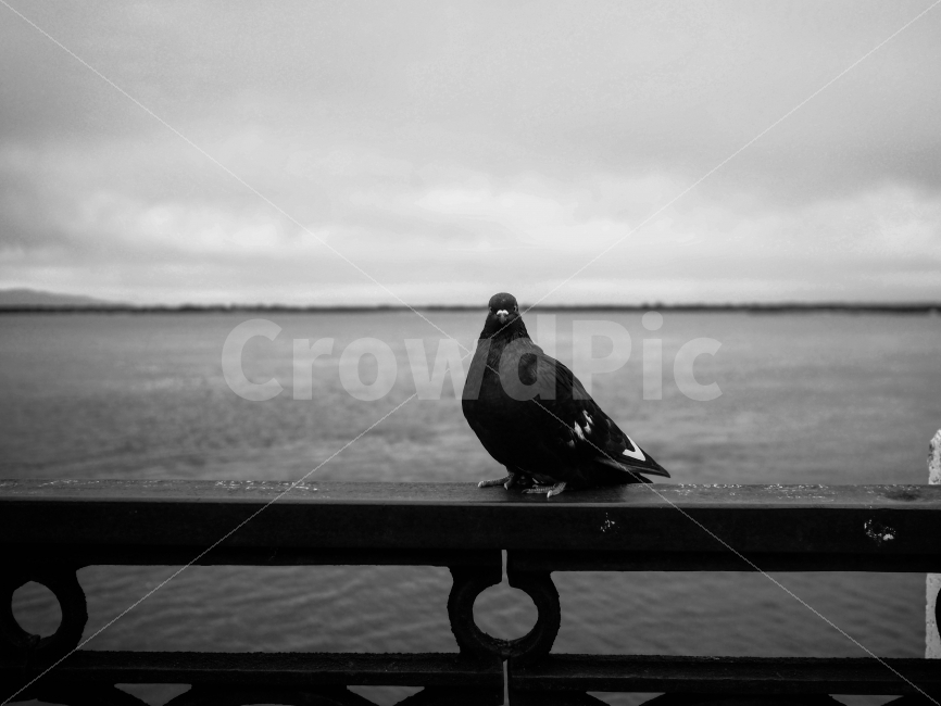 흑백,흑백사진,비둘기,러시아비둘기,러시아,동물,animal,조류,새,birds,흑백,모노톤,monochrome,black and white