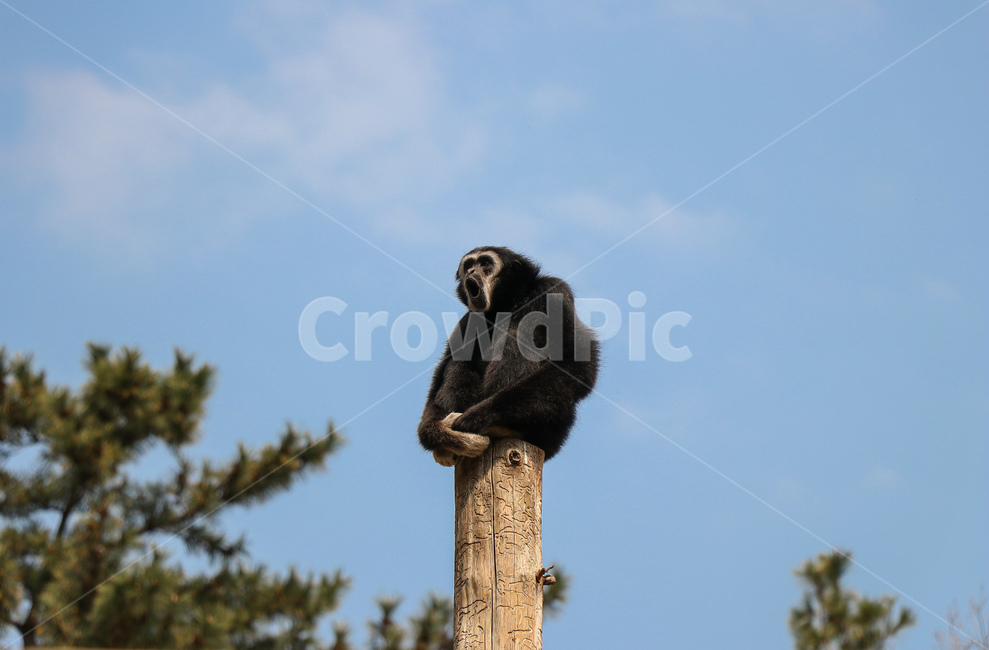 포유류,동물,원숭이,야생동물,mammal,animal,wildlife