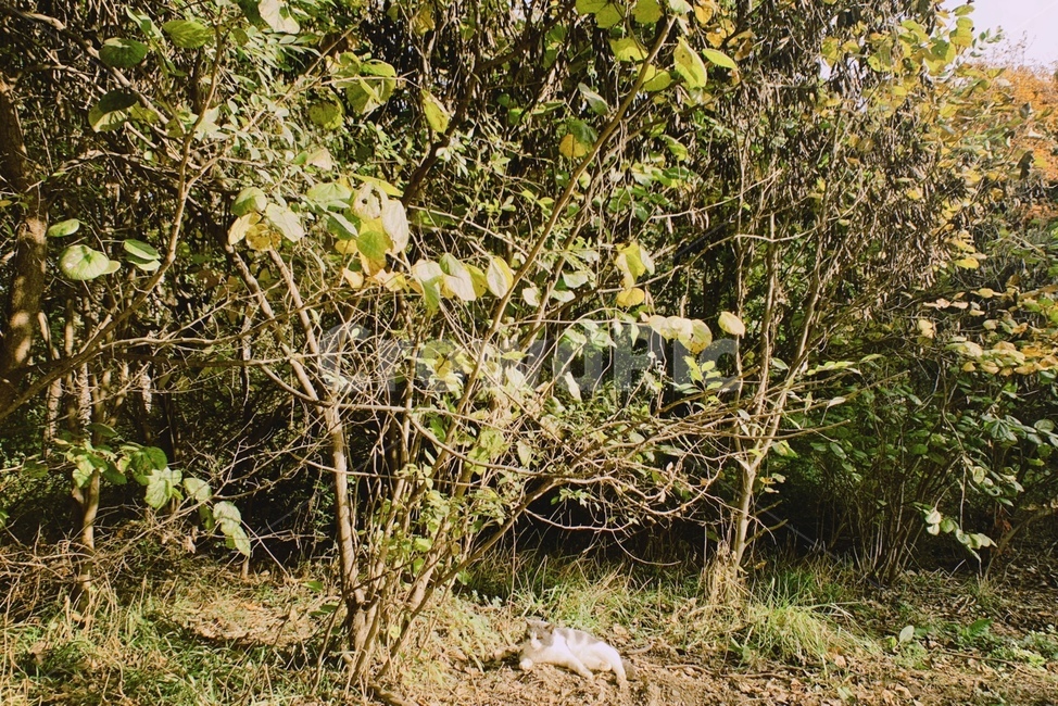고양이,캣,길고양이,나무,힐링,햇빛,잔디,cat,animal,pet,plant,식물,vegetation,바닥,ground