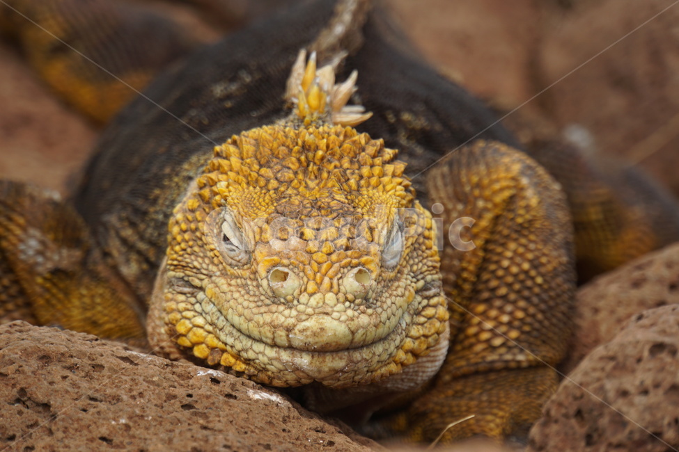 reptile,이구아나,도마뱀,lizard,동물,iguana,동물,animal,파충류,양서류,reptile,amphibian