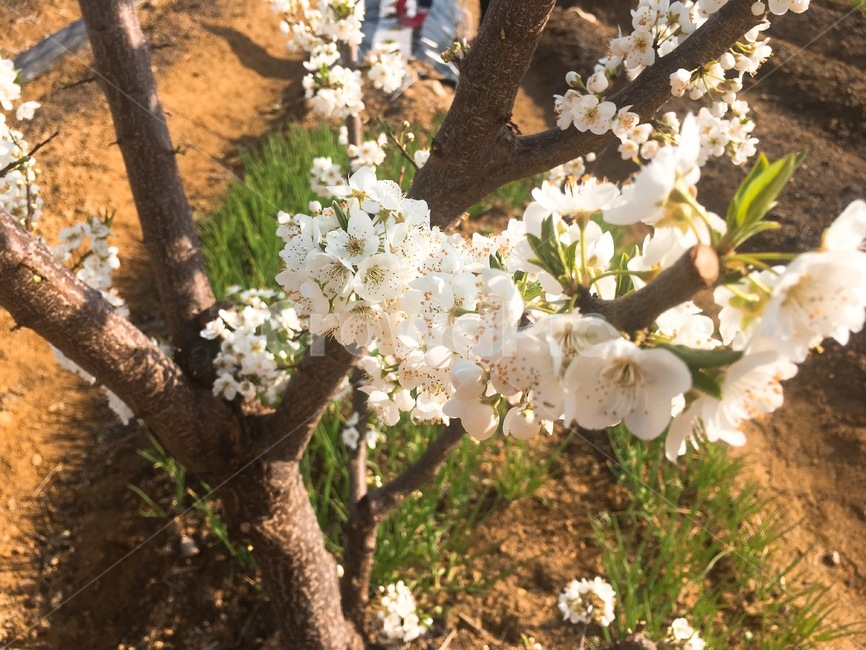 앵두꽃,꽃,밭,나무,흙,농촌,꽃피다,bloom,cherryflower,야외,farm,white,tree,flowerplant,계절,봄,꽃나무,잡초