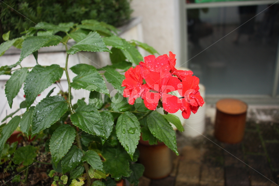 꽃,flower,palnt,식물,자연,nature