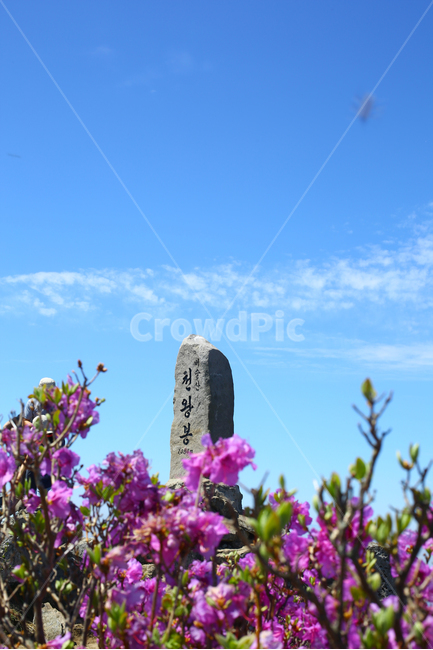 대구,비슬산,정상석,진달래,봄,4월,진달래군락지,봄꽃,봄,계절,spring,season,자연,풍경,nature,landscape,한국자연풍경,한국자연경관,korea nature landscape