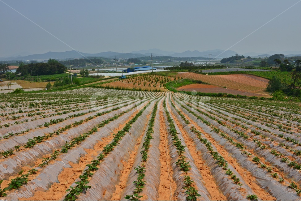 nature,자연,outdoors,옥외,soil,흙,ground,바닥,전북,고창,학원농장,농장,고구마밭,농사비닐,비닐,농업,농사,경작,영농,농경,산업,industry,industrial,농업,농사,agriculture,farming,farming industry