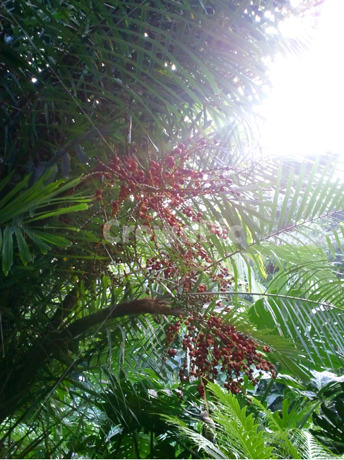 plant,식물,열대우림,열매,정글,나무,jungle,flare,light,플레어