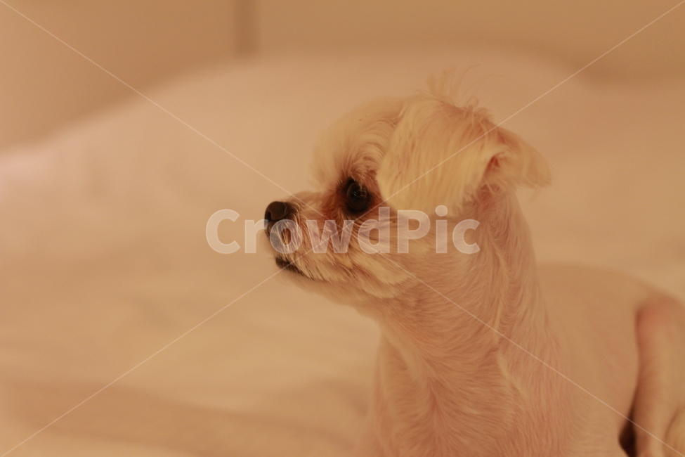 동물,애완견,반려견,말티즈,강아지,동물,animal,포유류,mammal,개,강아지,dog,doggy